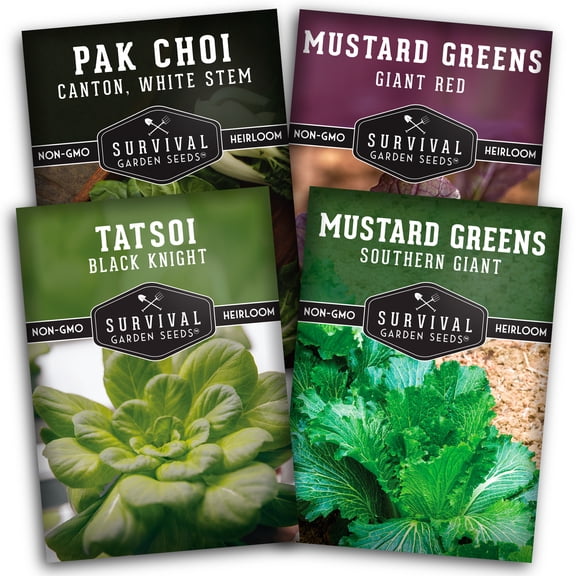 Mustard Greens Seeds for Planting - 4 Heirloom Full Sun Biennial Vegetables
