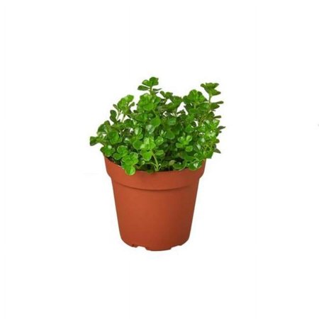4-NETTLE-BABY.TEAR 4 in. Pot Nettle Babys Tear Plant