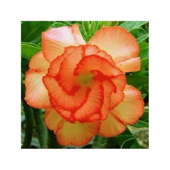 Toadstool Seeds 4 Orange Desert Rose Seeds, Rare Adenium Obesum Perennial Exotic Flower Bloom