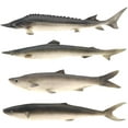 thumbnail image 1 of 4 PCS 22 inch Fake Big Fish Decoration Artificial Shark Chinese Sturgeon Saury Model for Home Kitchen Garden Hotel Restaurant Display, 1 of 3