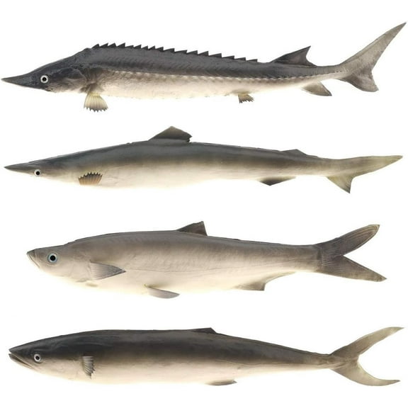 4 PCS 22 inch Fake Big Fish Decoration Artificial Shark Chinese Sturgeon Saury Model for Home Kitchen Garden Hotel Restaurant Display