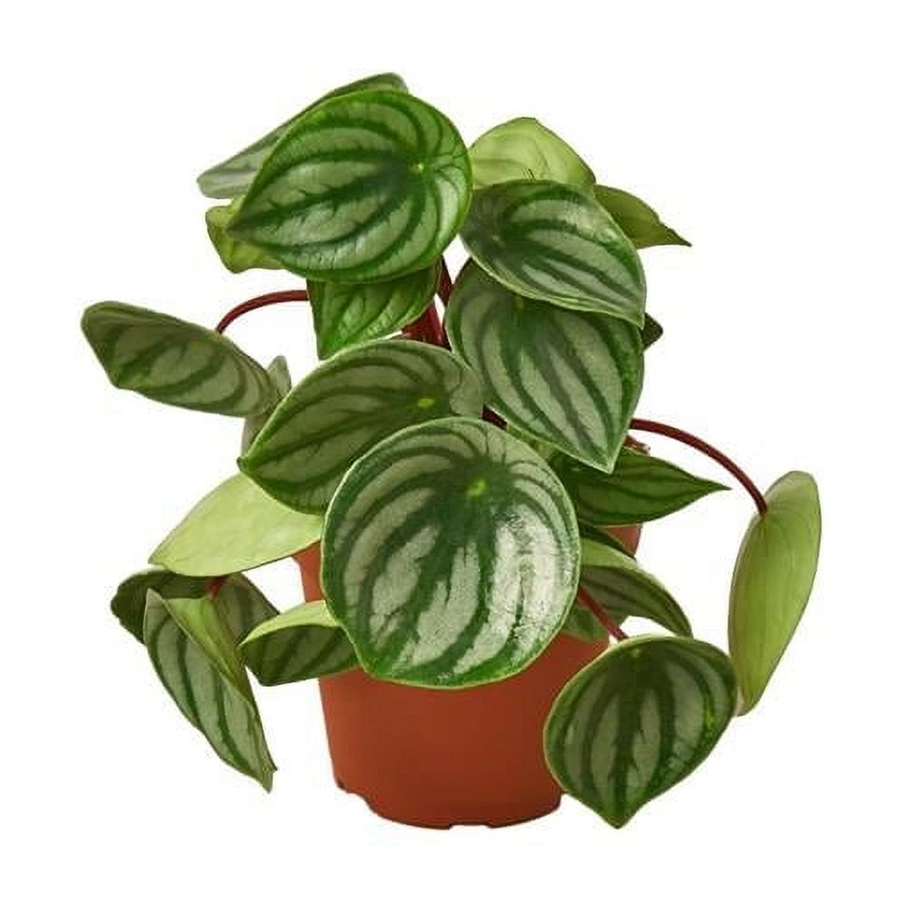 4-PEPEROMIA-WATERMELON Peperomia Watermelon Plant in 4 in. Pot