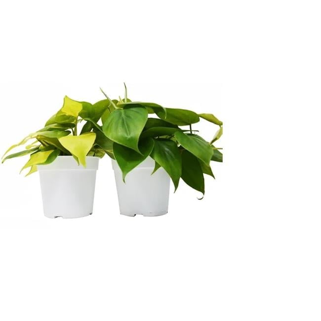 4-PHILODENDRON-VARIETY-2PK 2 Philodendron Variety Pack Live Indoor Plant