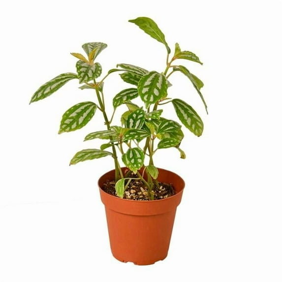 4-PILEA-ALUMINIUM-NURSERY.POT 4 in. Pilea Aluminum Nursery Pot
