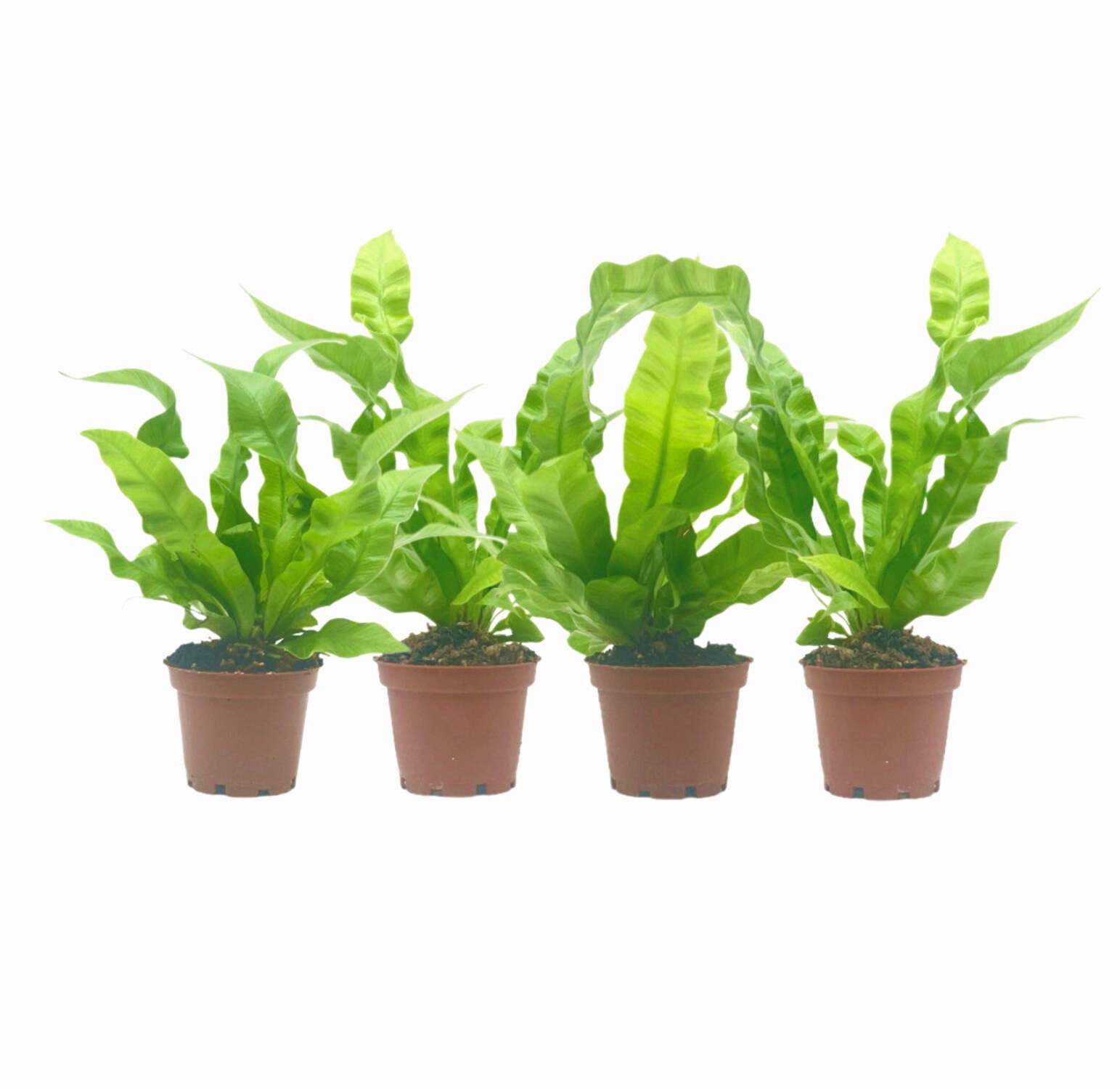 Thompson And Morgan Asplenium Nidus Crispy Wave Plant Pot 12cm