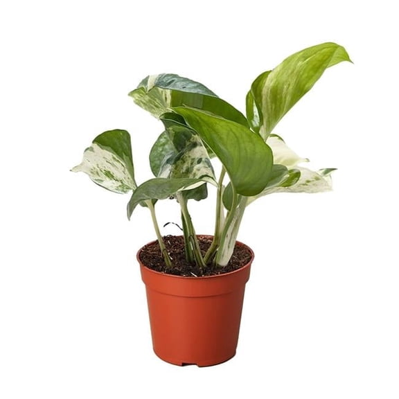 4-POTHOS-MANJULA Pothos Manjula - Variegated Green & White Foliage - Indoor Plant - Unique Leaf Patterns