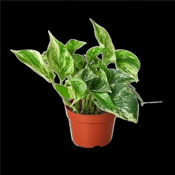 4-POTHOS-MARBLE.QUEEN 4 in. Pothos Marble Queen Pot