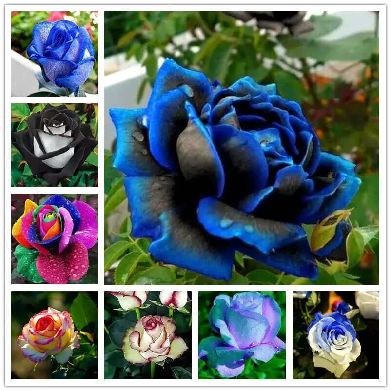 (4Pack) 20 ROSE FLOWER SEEDS rare exotic plant garden for