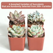 4-Pack Assorted 2  Live Succulents Assorted Varieties, Easy Care  Random Picks from 200+ Varieties