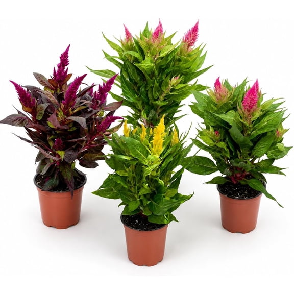 4 Pack Celosia Live Plant in 4 Inch Pot, Colorful Flowering Plant, Bright Blooming Accent, Cockscomb Flower
