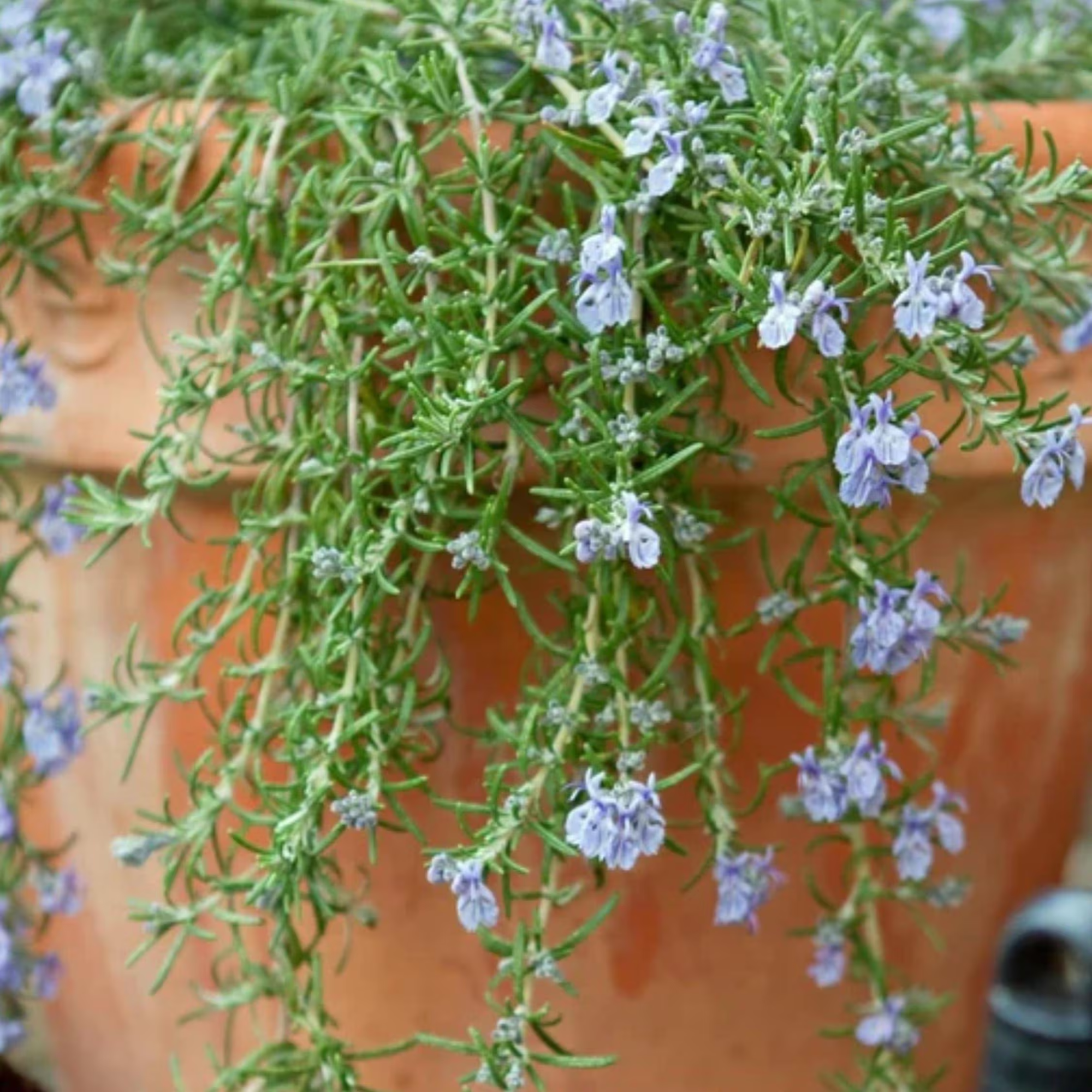 Creeping Rosemary Prostrate Live Plant - 4 Plants - USDA Organic