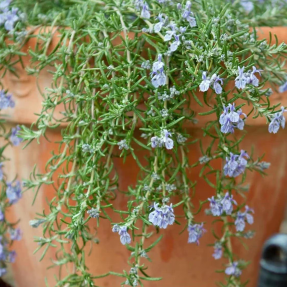 Creeping Rosemary Prostrate Live Plant - 4 Plants - USDA Organic