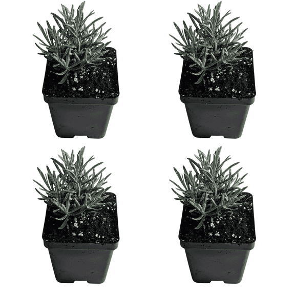 Grosso Lavender Live Plants - 4 Plants - USDA Organic