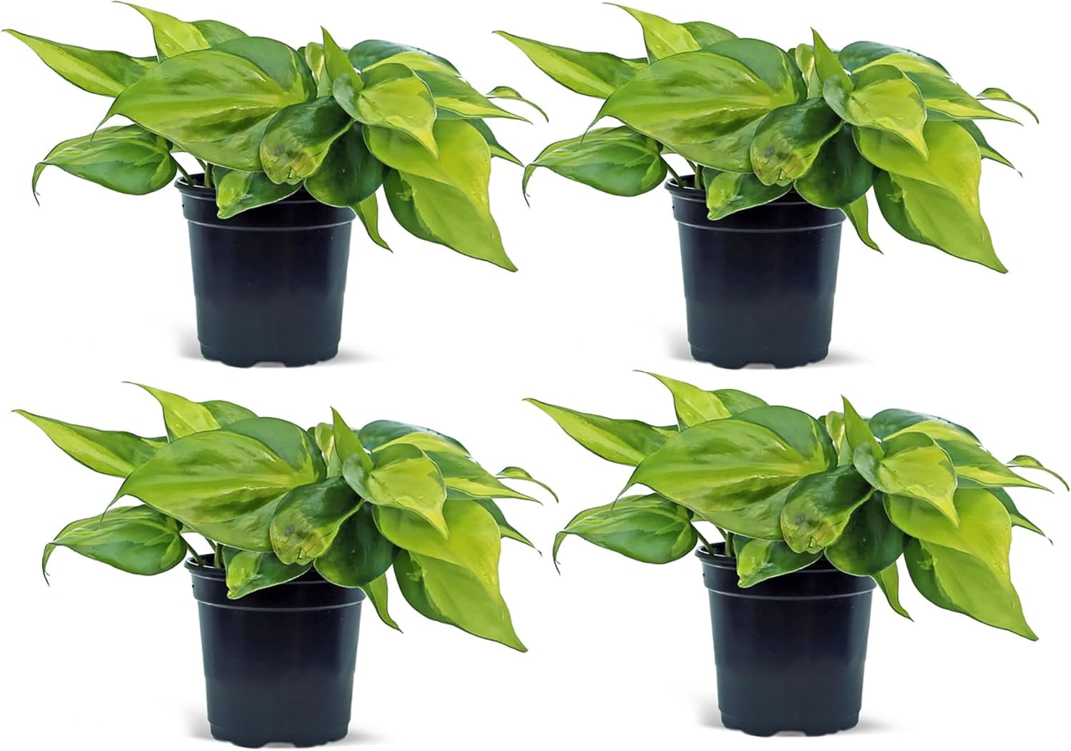 4 Pack Live Brazilian Philodendron, Variegated Philodendron, Trailing Indoor Potted Plant, Fully Rooted Air Purifier, Christmas Gift, Easy to Grow Houseplant in 4" Pot