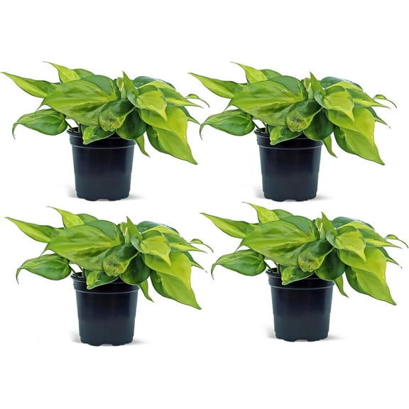 4 Pack Live Brazilian Philodendron, Variegated Philodendron, Trailing Indoor Potted Plant, Fully Rooted Air Purifier, Christmas Gift, Easy to Grow Houseplant in 4" Pot