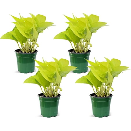 4 Pack Live Neon Pothos, Indoor Potted Plant, Mother's Day Gift, Christmas Gift, Live Decoration, Housewarming Gift for The First Home, Air Purifier, Sympathy Gift in 4" Pot