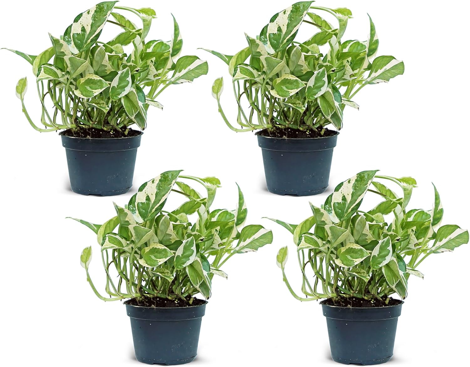 Plants For Friendship