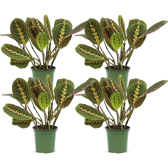 4 Pack Live Red Maranta, Red Prayer Plant, Potted Vine Houseplant, Office Gift, Plant Lover Gift, Plant Mom Dad Gift, Grandparent Gift, Christmas Gift in 4" Pot