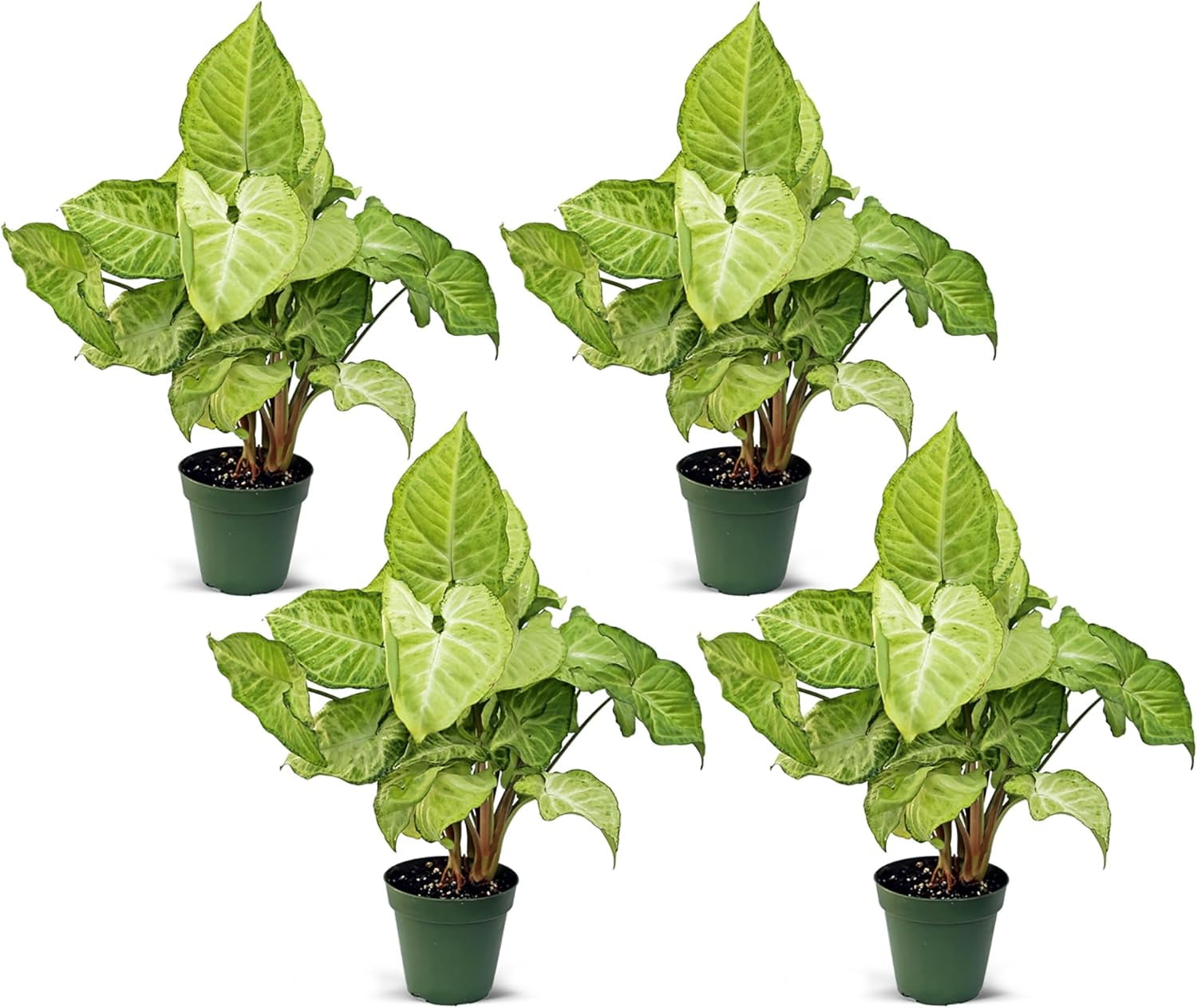 climbing euonymus plant IVORY JADE EUONYMUS 2gal – Watters Garden Center main image 1