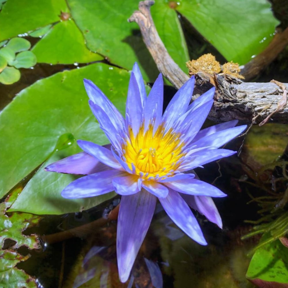 4 Pack Live Water Lily Tubers Plants Colorful Pond Freshwater Flower Aquatic