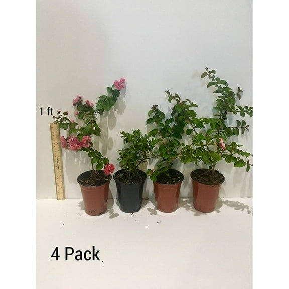 4 Pack Muskogee (Lavender) Crape Myrtle Trees - 4 Live Plants - Quart Containers