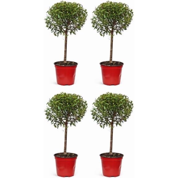 4 Pack Myrtle Live Plant Bundle in 4 Inch Pots, Myrtus Communis Indoor or Outdoor Houseplants for Home or Patio