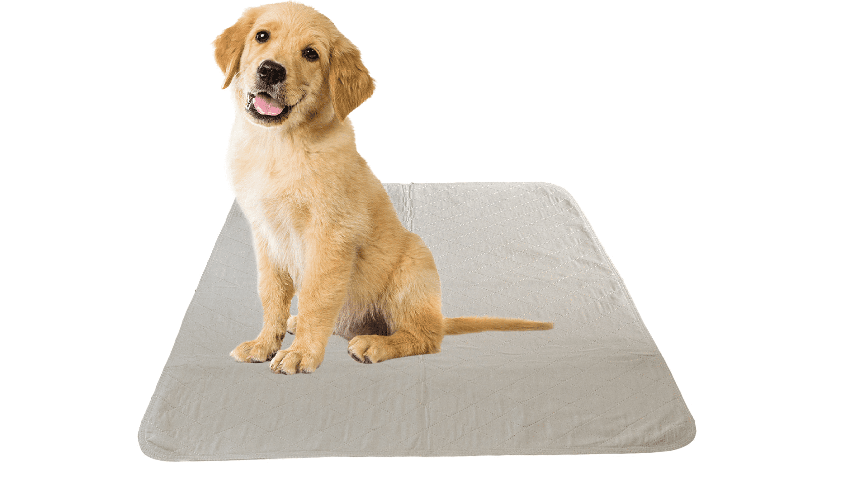 4 Pack Puppy Training Washable Pee Pad Whelping Absorbent Reusable