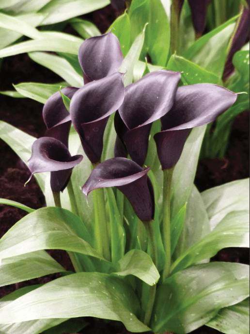 4 Pack PurpleBlack 'Odessa' Calla Lily Bulb Size 16/18cm Gift