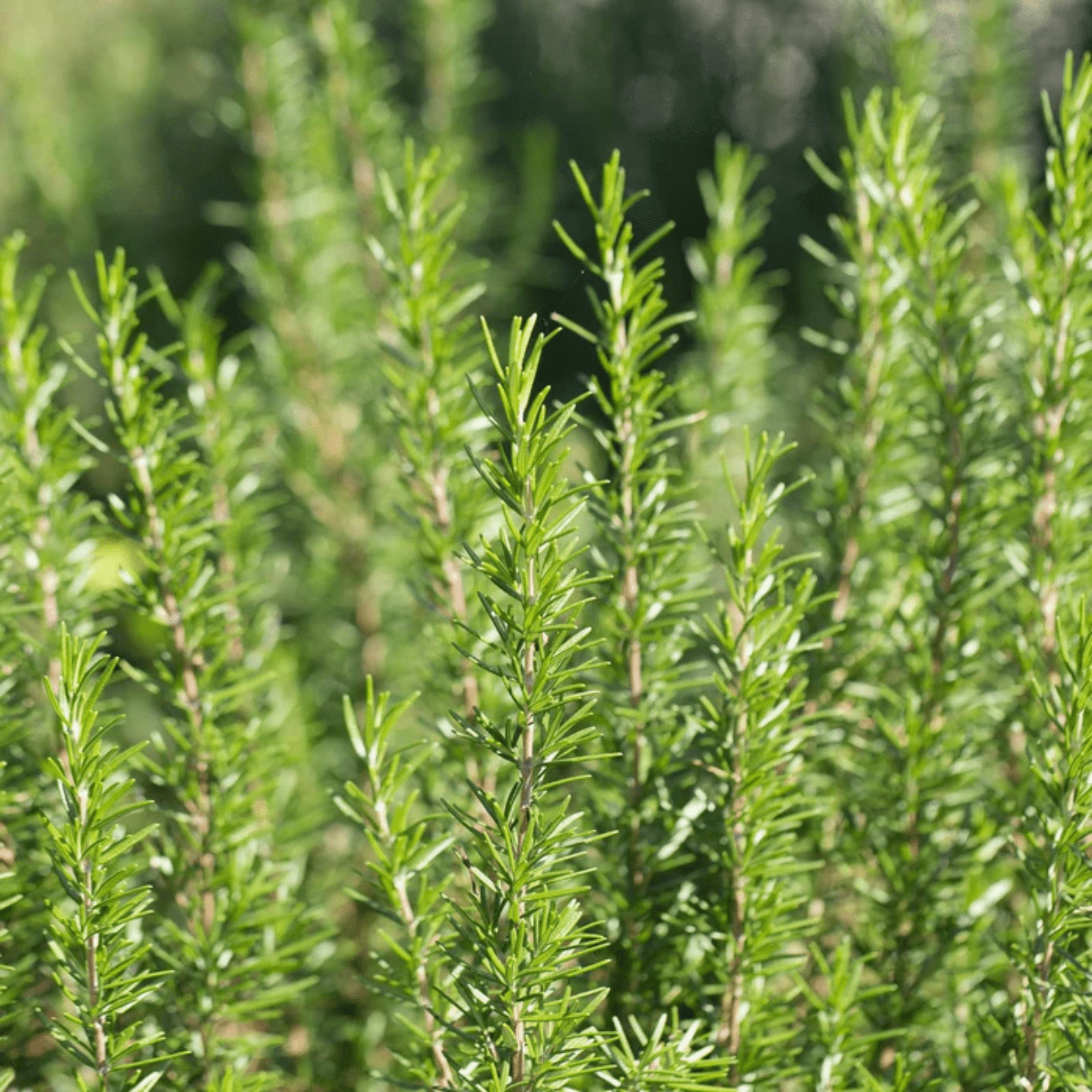 Rosemary "Barbeque" Live Plants - 4 Plants - USDA Organic