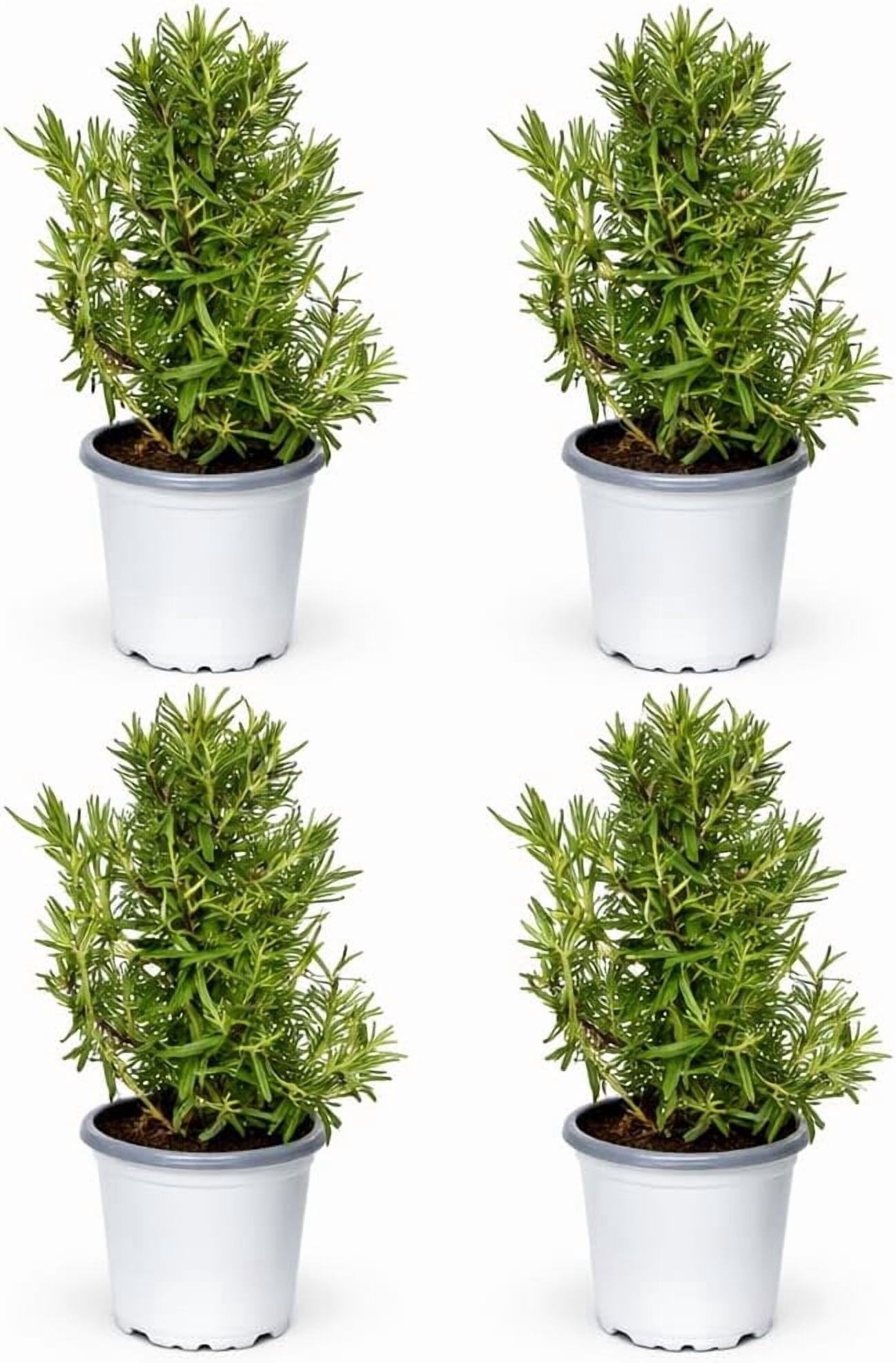 4 Pack Rosemary Live Herb Plant in 4 Inch Pot, Aroma Plant, Fragrant Potted Herb for Indoor or Outdoor Growing