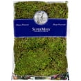 thumbnail image 1 of SuperMoss Preserved Forest Moss, 4 Pack, 1 of 2