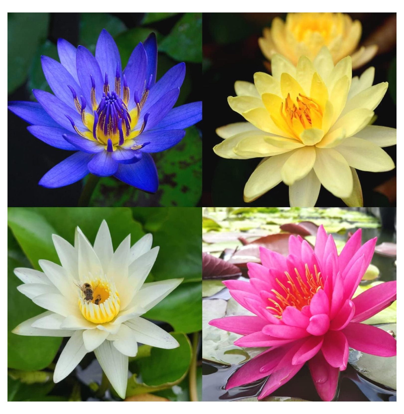 4 Pack Water Lily Tubers Live Aquatic Plant Freshwater Pond Garden Colorful by HeSLehs