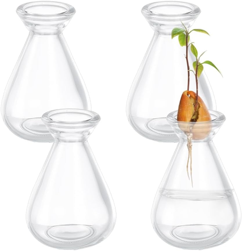 4 Pcs Avocado Seed Starter Vases Clear Glass Avocado Growing Pot Plant Germination Vases for Growing Acorn Seeds Herbs Bulbs Indoor