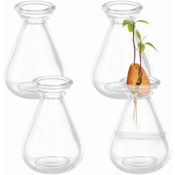 4 Pcs Avocado Starter Vases Clear Glass Avocado Growing Pot Plant Germination Vases for Growing Acorn Herbs Bulbs Indoor Plant Gardening Lover