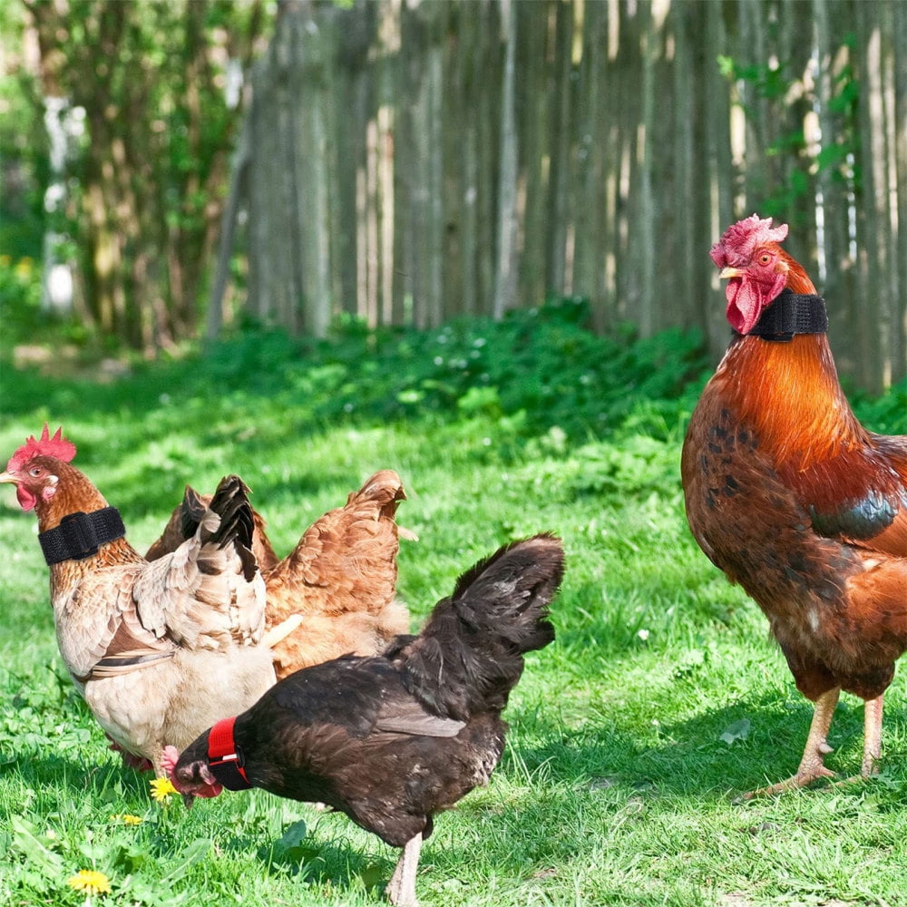 4 Pcs Cock NoiseFree Neck Collar Keep Roosters Quiet Neck Collar for
