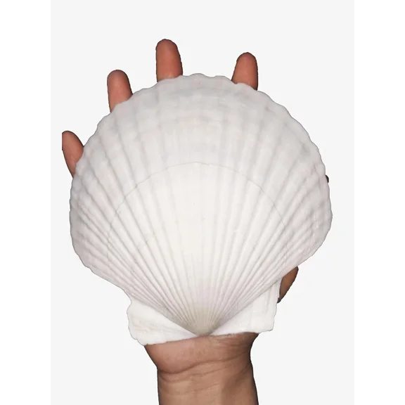 4 Pcs Large Natural Sea Shells 5 To 5.5 Inch White Scallop Seashells For Crafts Painting Beach Wedding Decor