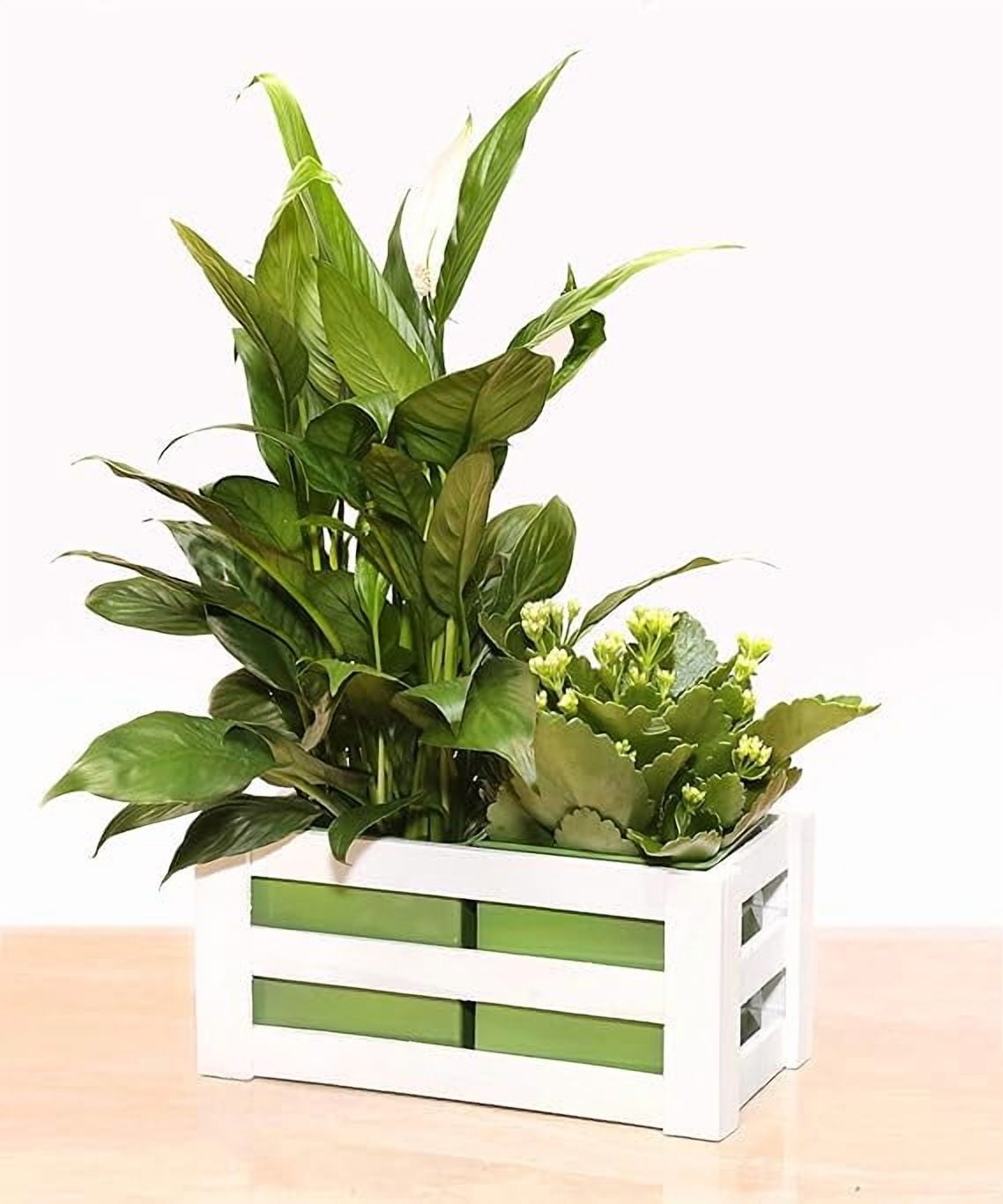 Peace Lily Plants in Indoor Plants - Walmart.com