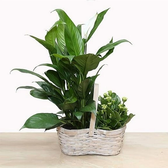 4" Peace Lily and 4" White Kalanchoe Garden Basket in Woven, White Gift Container