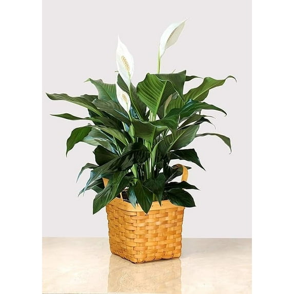 4-inch Peace Lily in a 4-inch Square Woven Basket