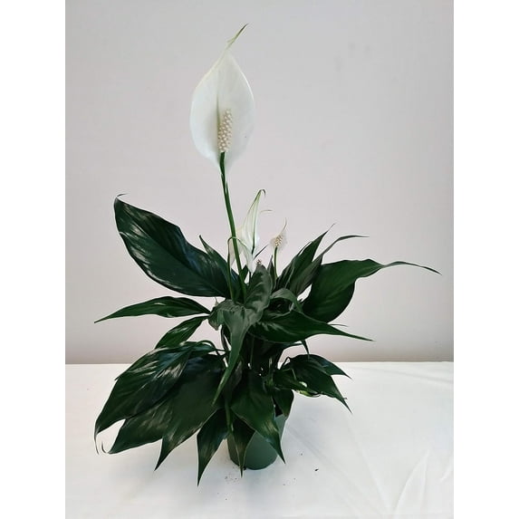 4" Peace Lily