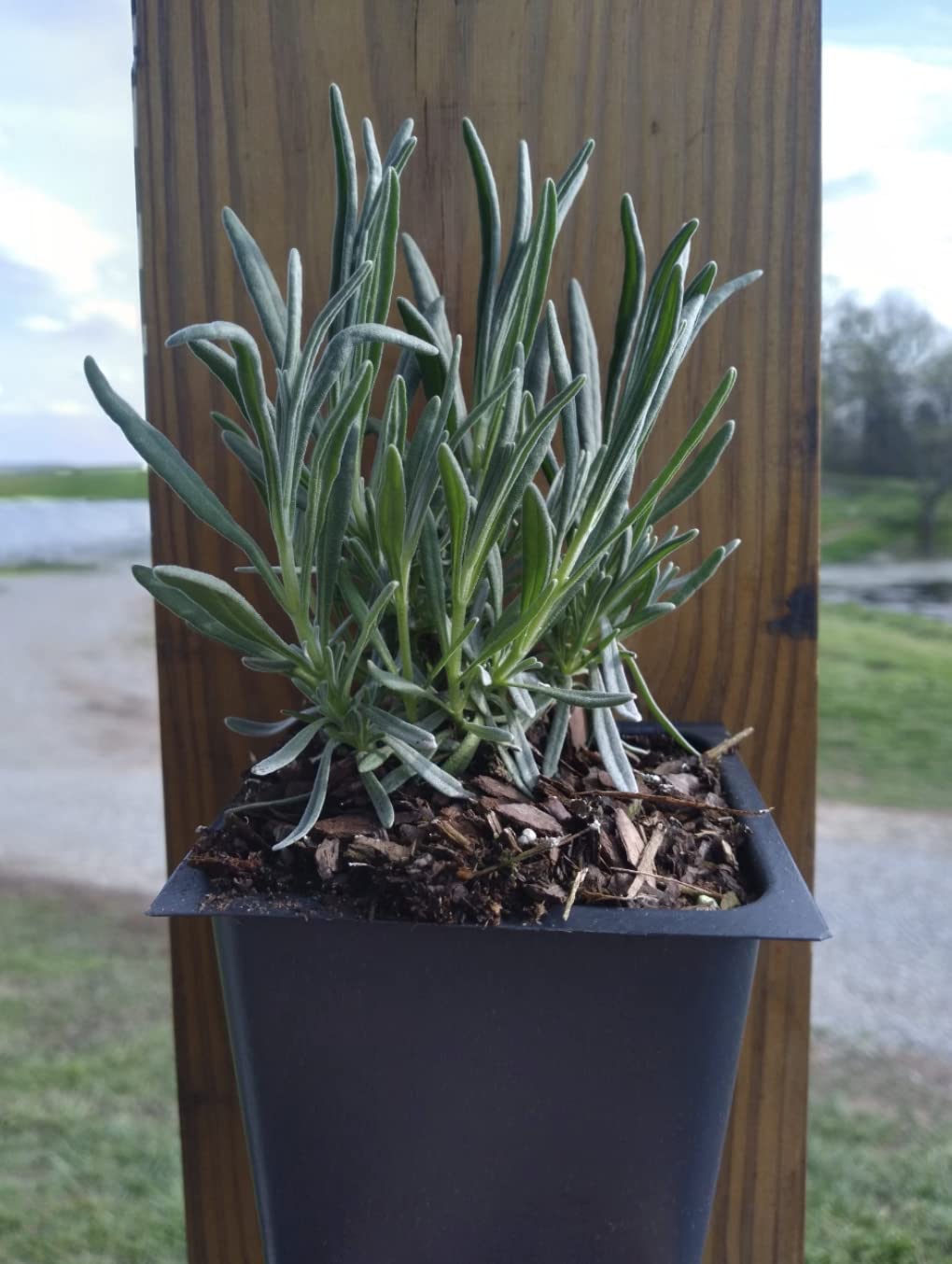 4 Phenomenal Lavender Plants each in a 4 inch container - image 1 of 3