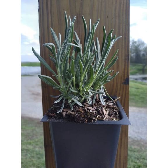 4 Phenomenal Lavender Plants each in a 4 inch container