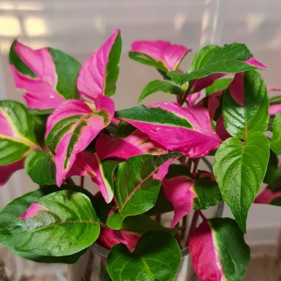 4 Pink Green Alternanthera Live Plants, 36 Inch Tall, Ornamental Foliage Plants for Garden Beds and Containers, No Pot