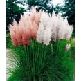 thumbnail image 1 of 4 Pink and 4 White Pampas Grass Plants - Cortaderia - 2.5" Pots, 1 of 1
