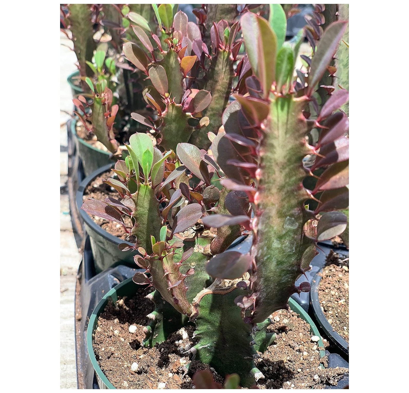 Happy Valley Plants Euphorbia trigona 'rubra' - Ruby Red Trigona - Shop, image size:1593x1530