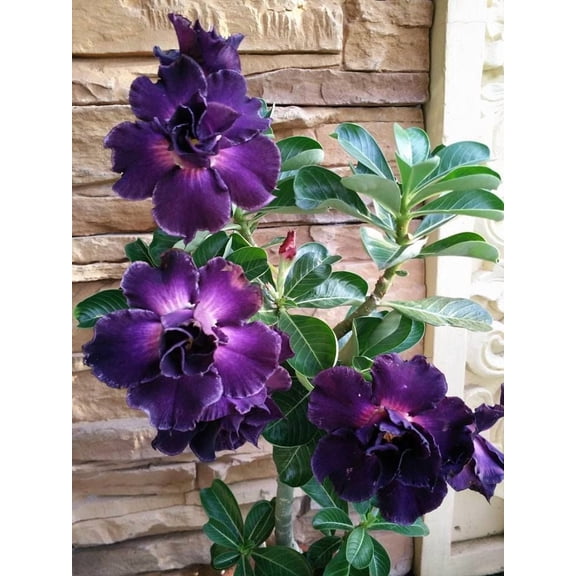 Toadstool Seeds 4 Purple Desert Rose Seeds, Exotic Adenium Obesum Perennial Succulent Bonsai Bloom