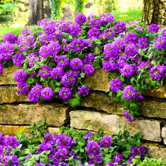 4 Purple Verbena Plants Live, 5-9" Tall Hardy Perennial Flower Plants, Well-Rooted for Outdoor Planting