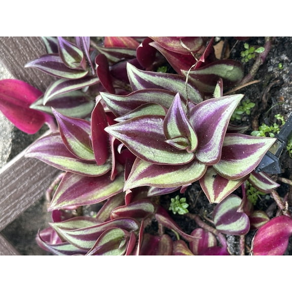 4 Rare Wandering Jew Burgundy - Purple Plant Cuttings fast shipping