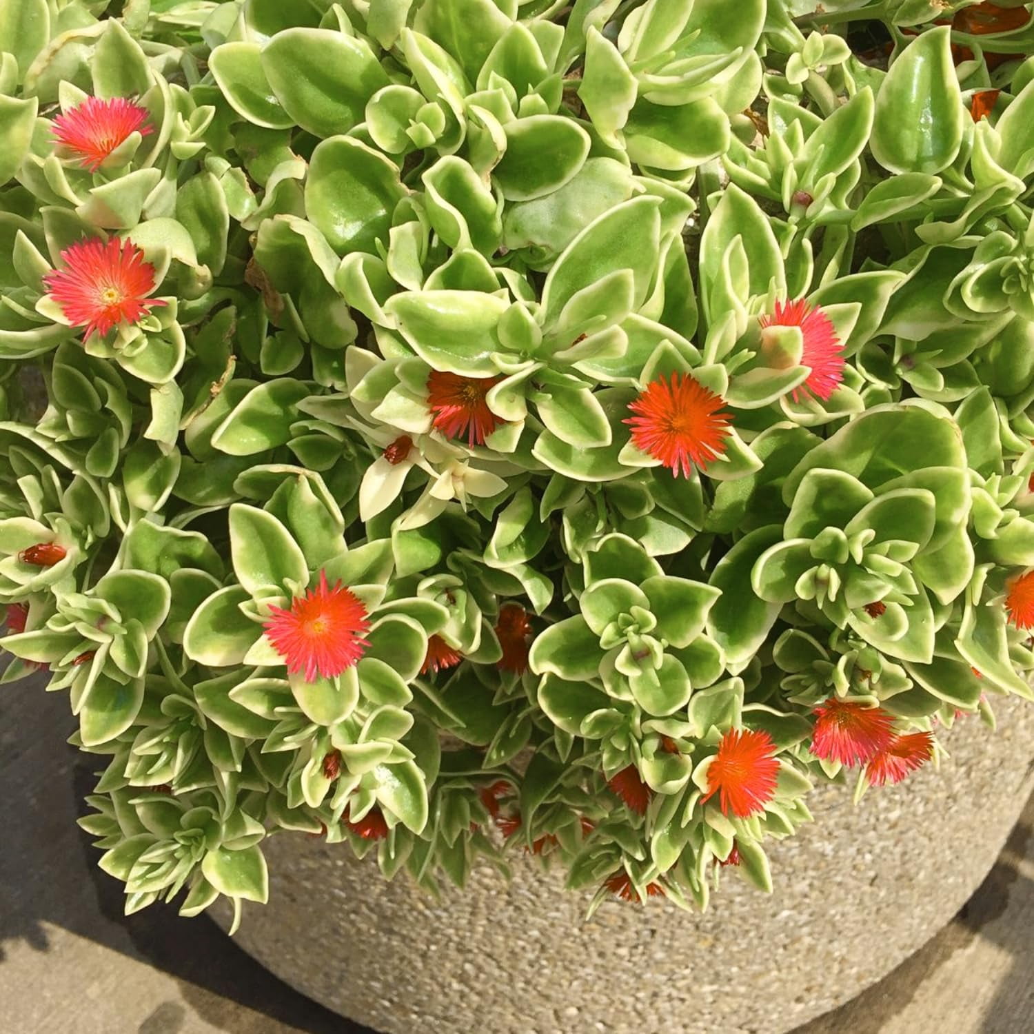 Drought Tolerant Succulents