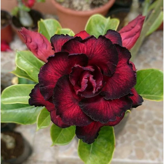 Toadstool Seeds 4 Red Black Desert Rose Seeds, Rare Adenium Obesum Perennial Exotic Flower Bloom